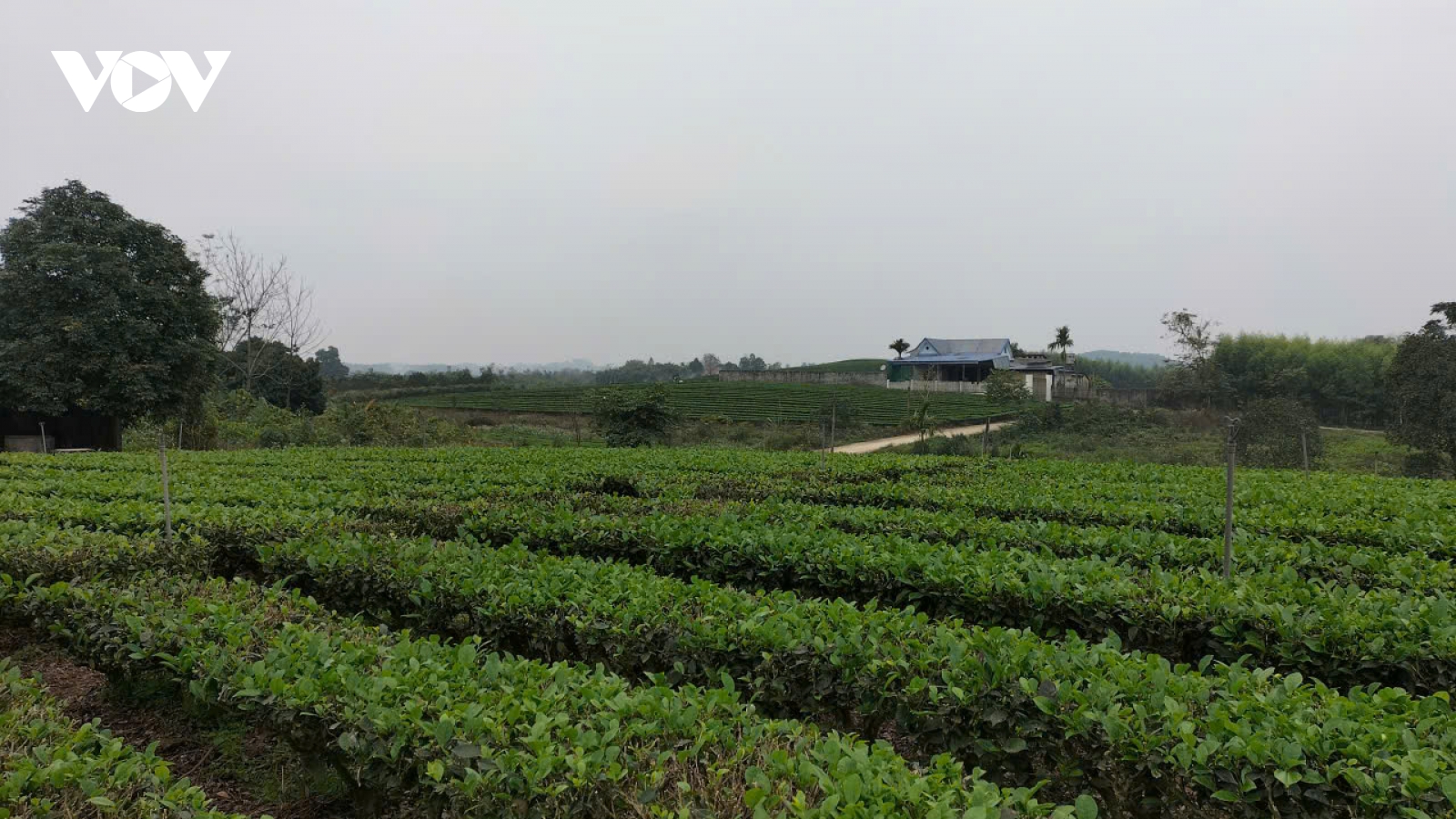 Vị xuân trên vùng đất danh trà