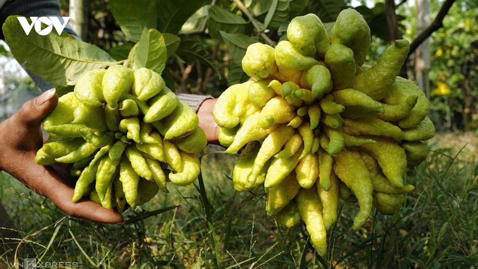 Phật thủ tiền triệu "hút khách" dịp cận Tết