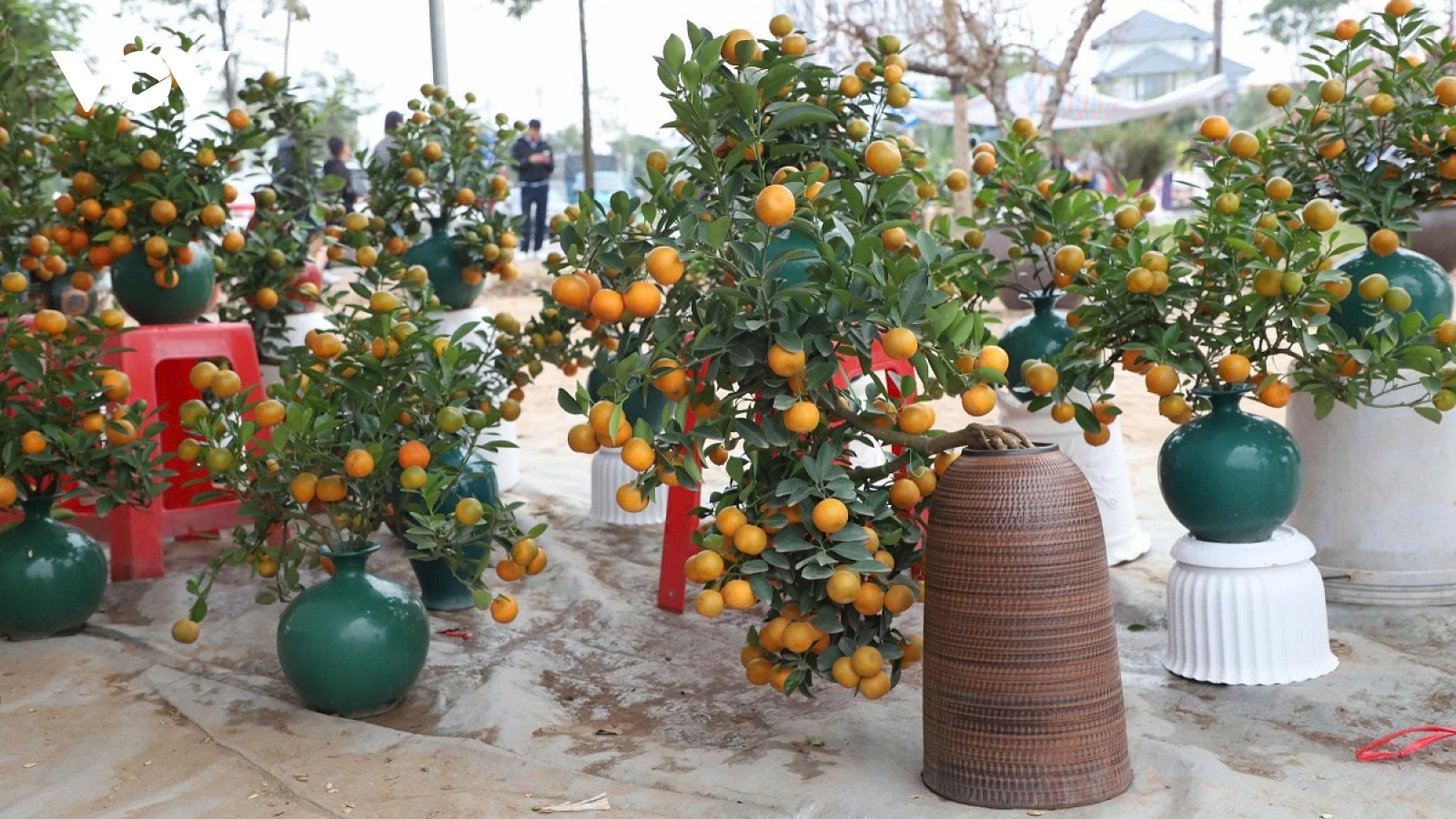 Tiểu thương chợ hoa Tết thấp thỏm lo âu