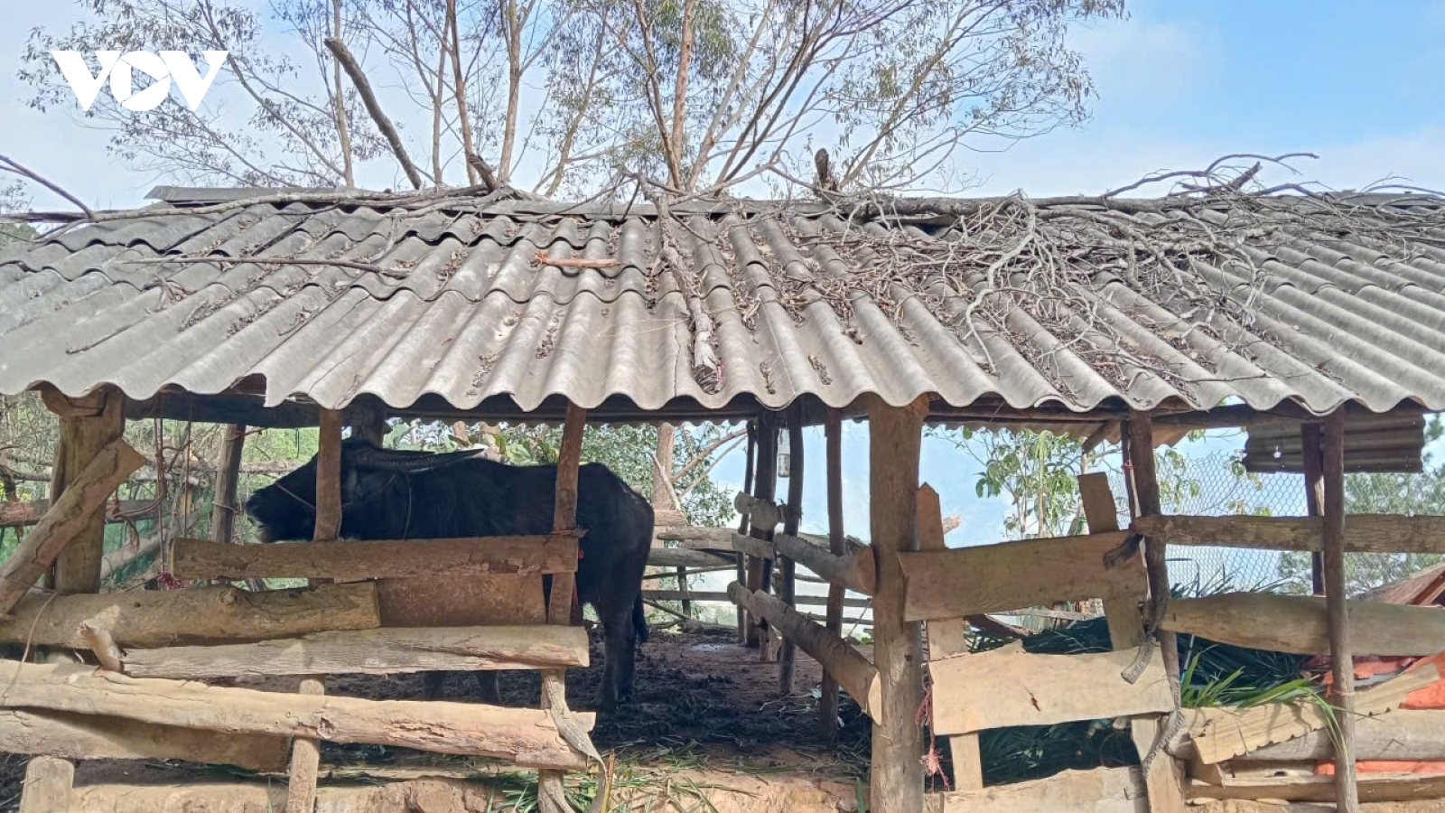 Rét đậm kèm mưa, người dân Sơn La chủ động đưa đàn gia súc về nuôi nhốt