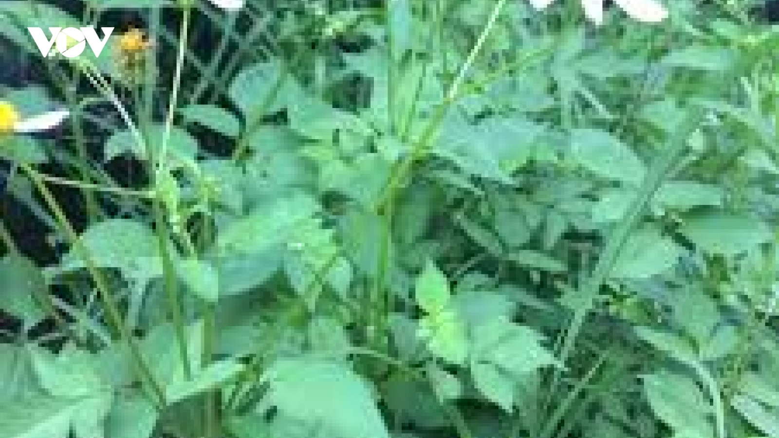 Cây mọc dại ở Việt Nam, ở nước ngoài phơi khô bán hơn 200.000 đồng/kg