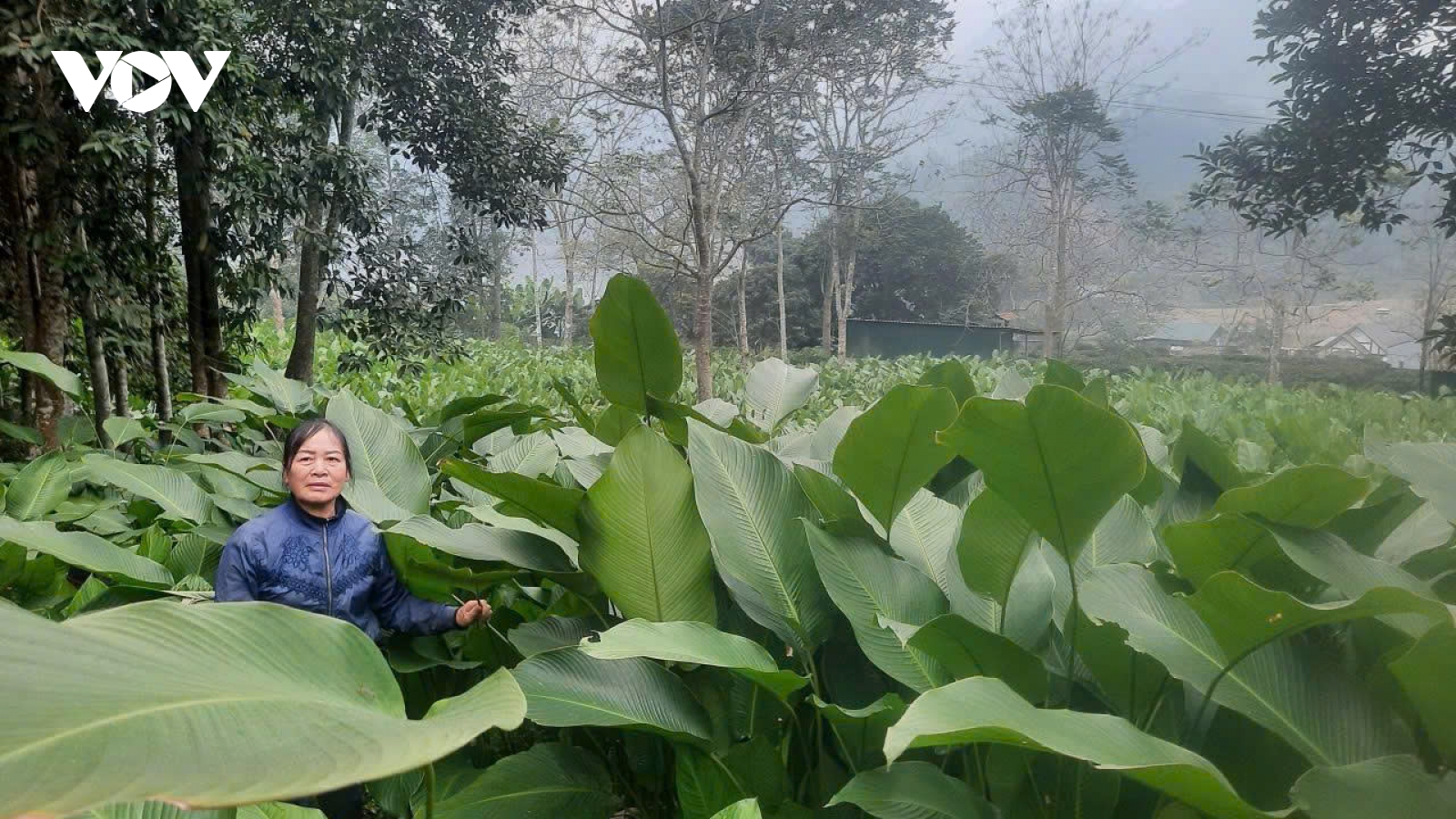 Mùa hái “lộc rừng” ở vùng cao Thái Nguyên