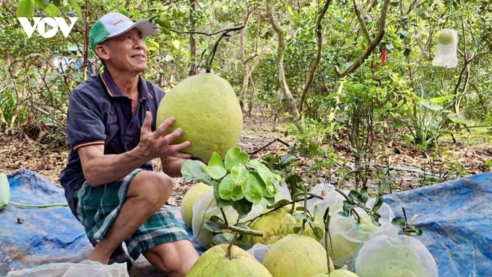 Bưởi da xanh gần tết ở Đồng Tháp tăng giá, hút hàng
