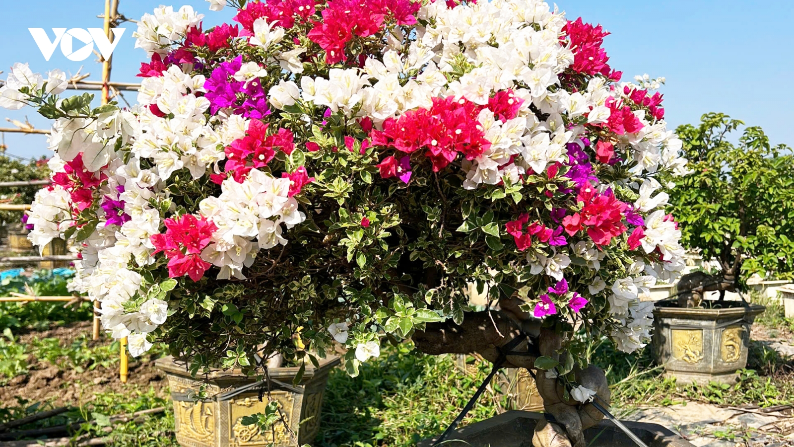 Hoa giấy trở thành “hàng hot” dịp Tết Bính Ngọ 2026