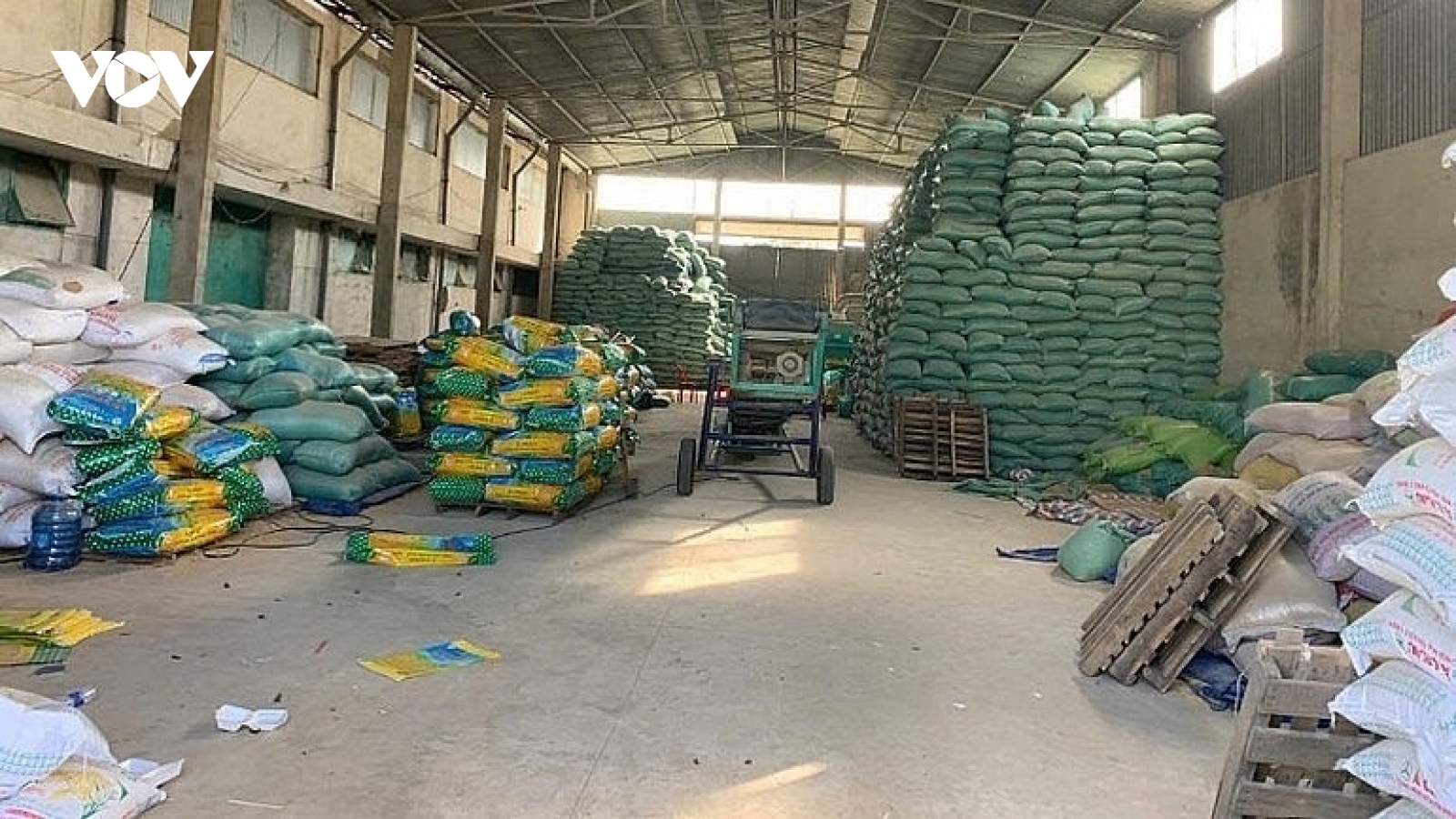 Ma trận lúa giống giả: Niềm tin của người nông dân bị trục lợi