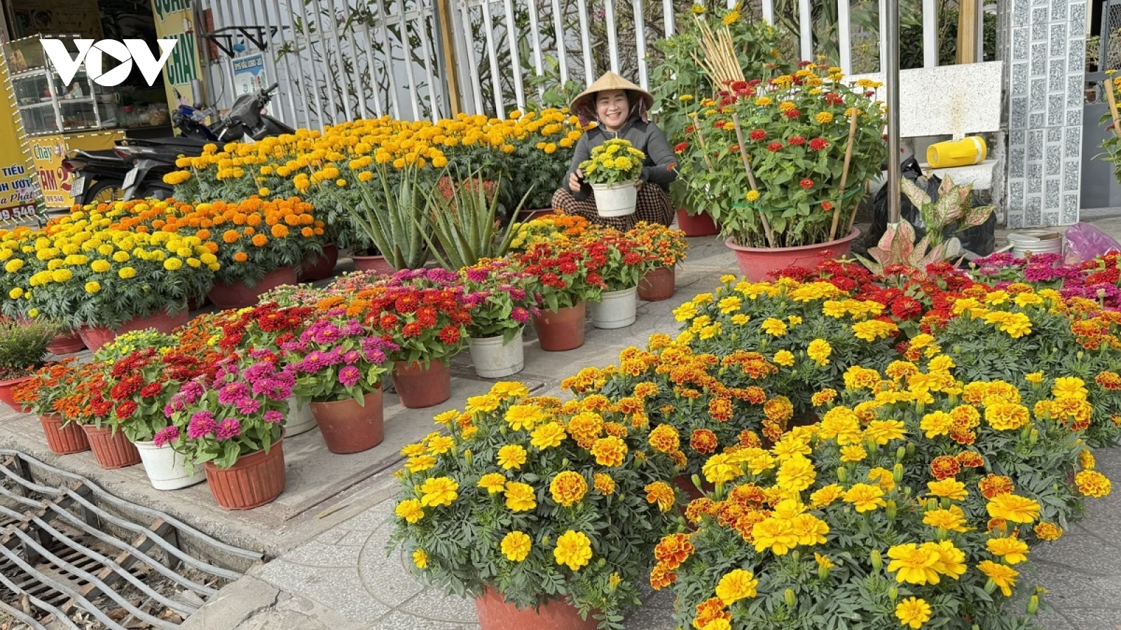 Người trồng, kinh doanh hoa kiểng Cần Thơ kỳ vọng sức mua tăng mạnh cận Tết