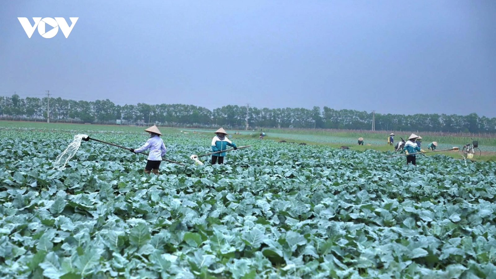 Đảm bảo nguồn cung nông sản sau Tết: Không để đứt gãy sản xuất do giá rét