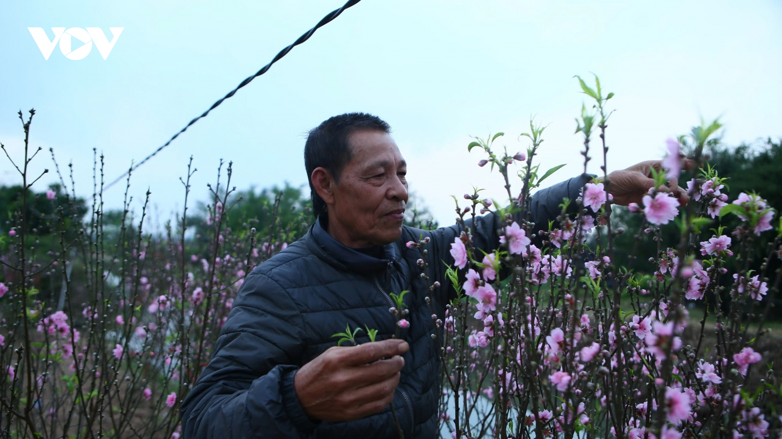 Cận Tết, nông dân lo âu nhìn đào bung nở khắp vườn