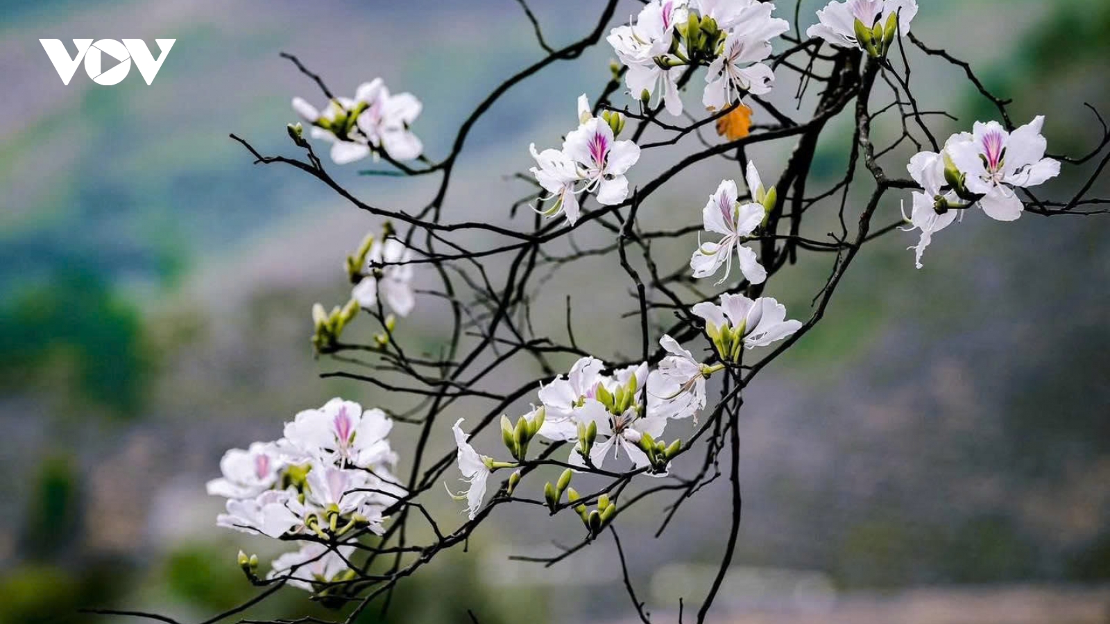 Điện Biên khai mạc Lễ hội Hoa Ban năm 2026 vào tối 8/3