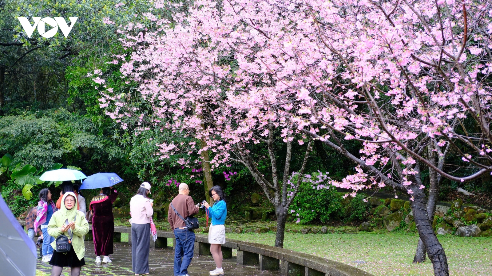 Đài Loan mùa hoa anh đào đi đâu cũng thấy sắc hồng lãng mạn