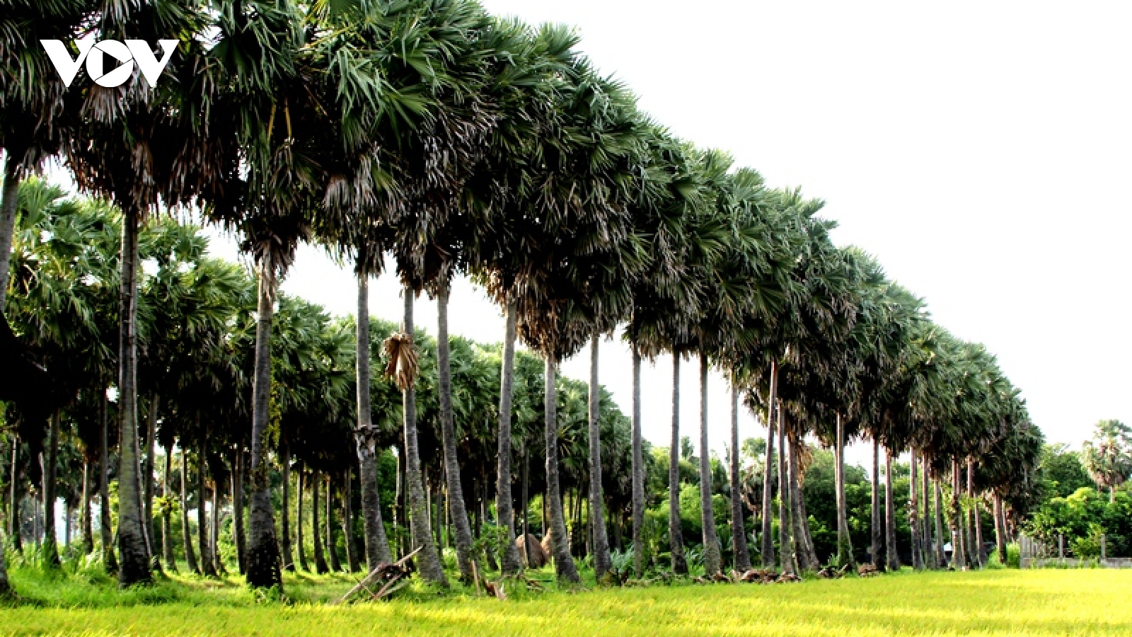 Đường thốt nốt, hương vị ngọt lành của vùng Bảy Núi An Giang