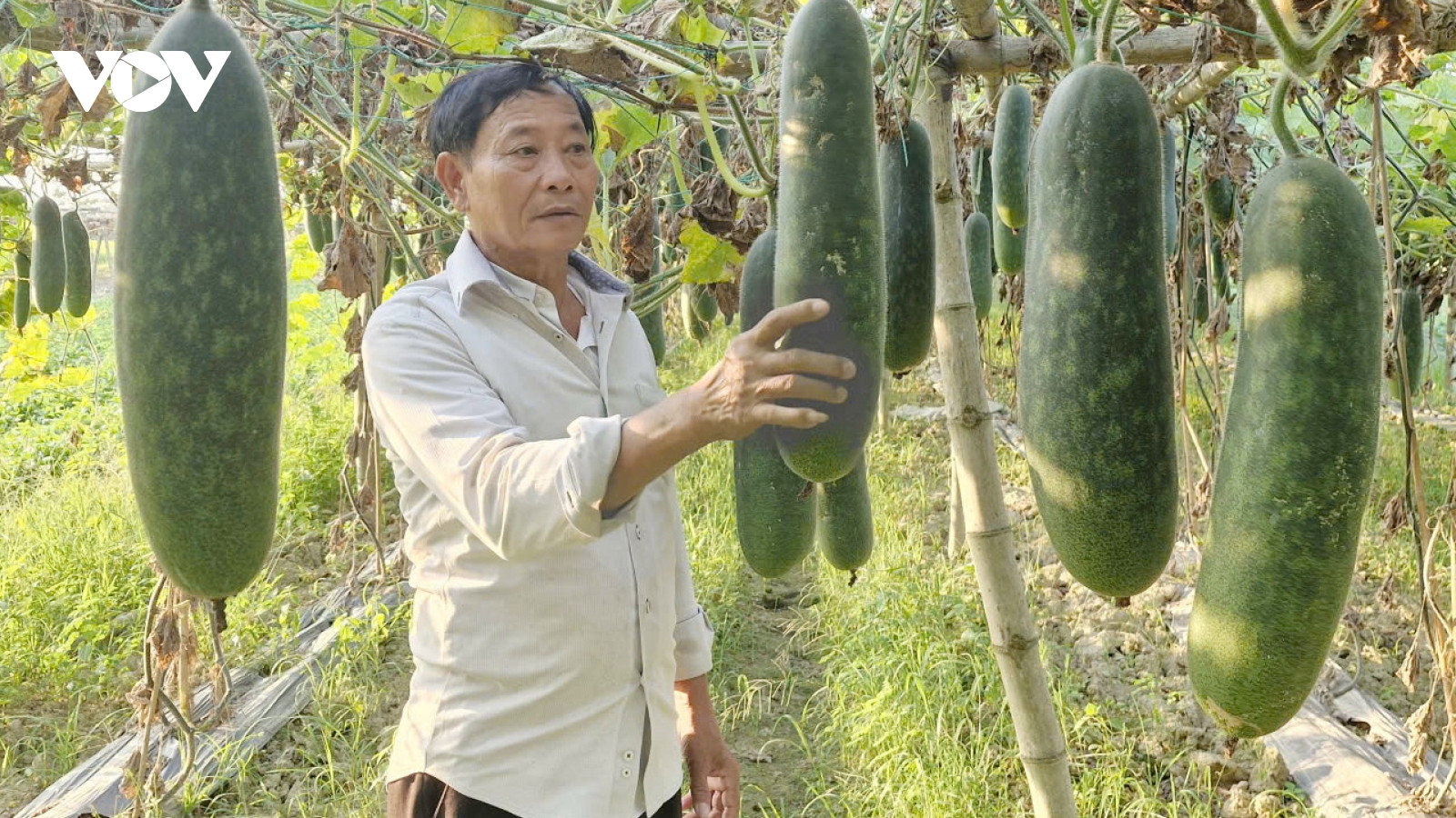 Bí đao xanh rớt giá, nông dân vùng ven Đà Nẵng gặp khó khăn