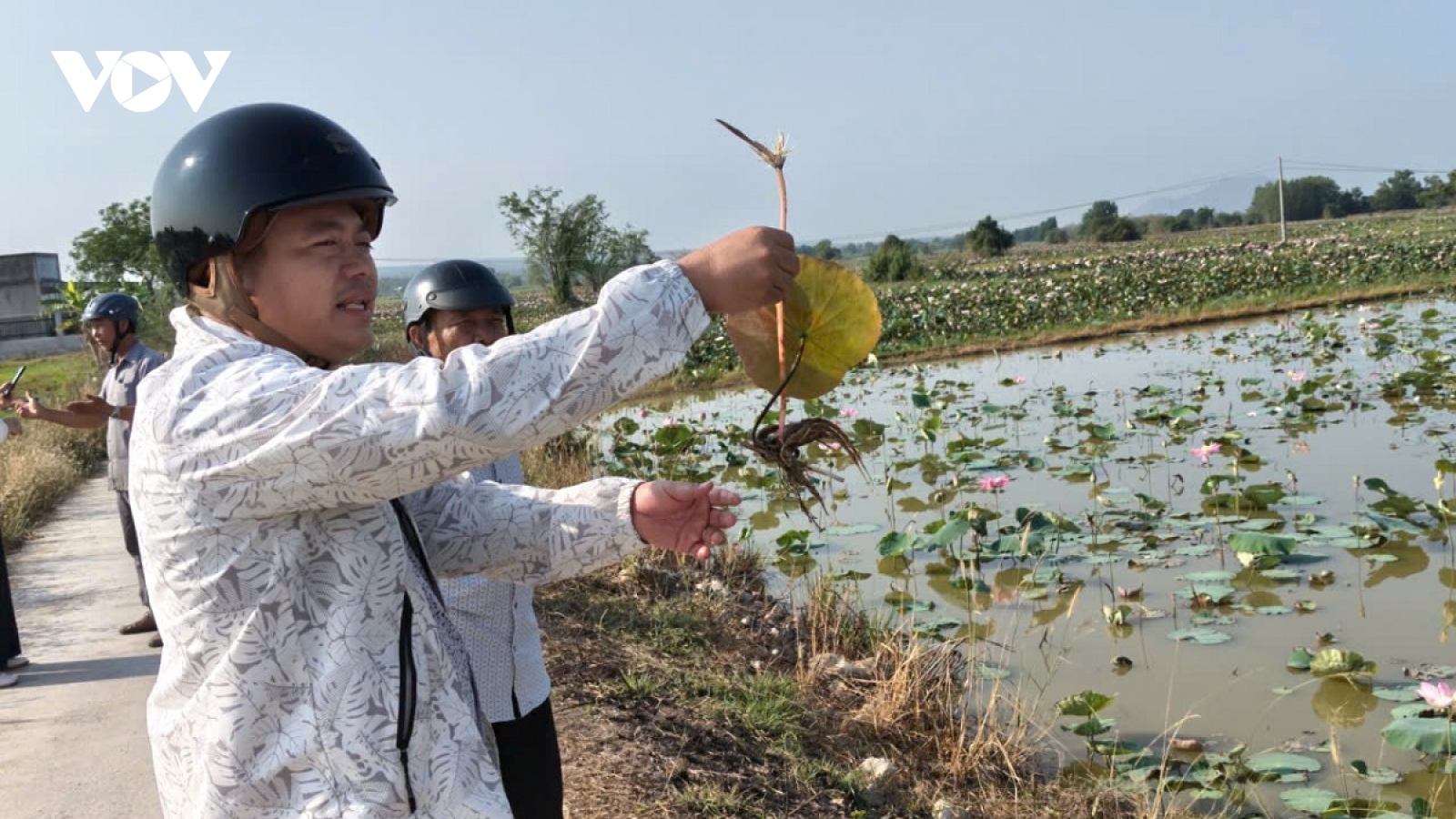 Trồng sen kết hợp làm du lịch sẽ tạo lợi nhuận kép cho nông dân
