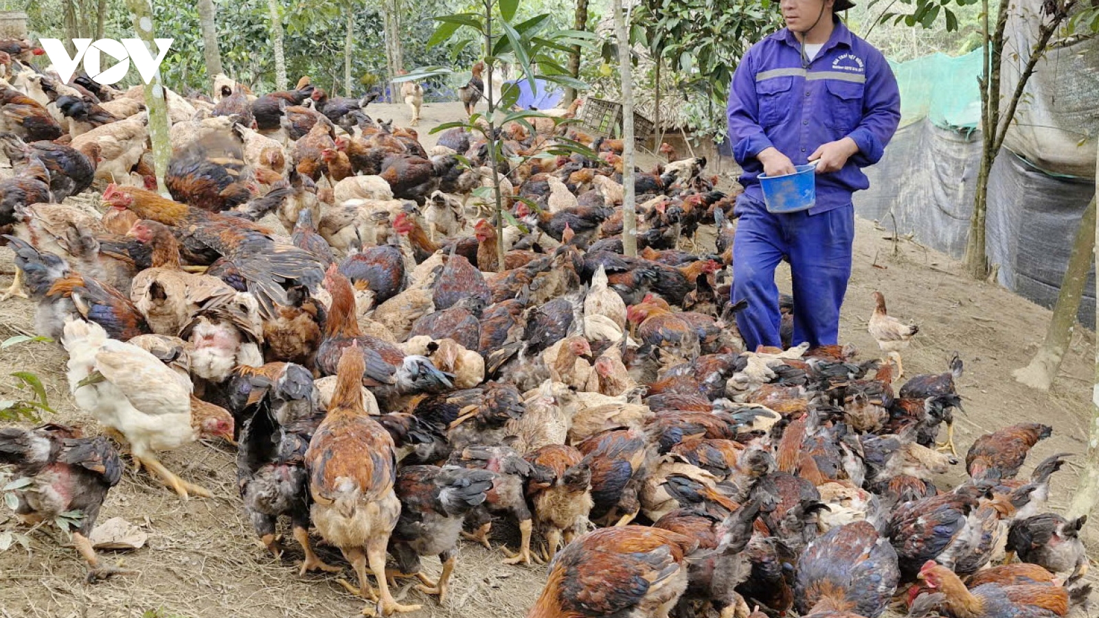 Đa dạng mô hình giảm nghèo ở miền núi Đà Nẵng