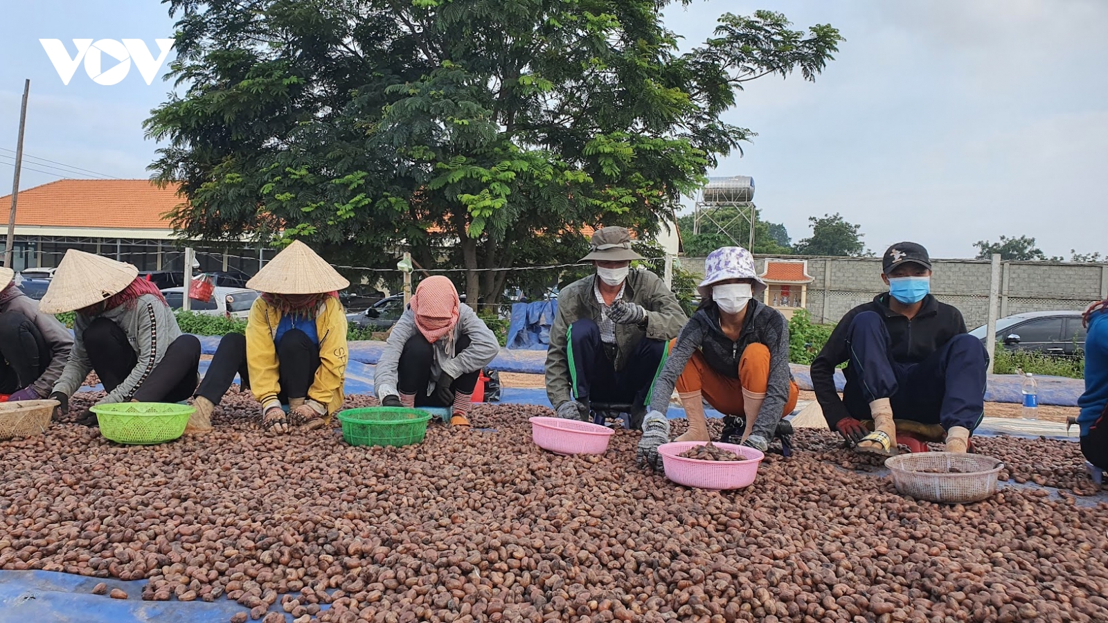 Doanh nghiệp điều mắc kẹt giữa giá thô leo thang, đầu ra ách tắc