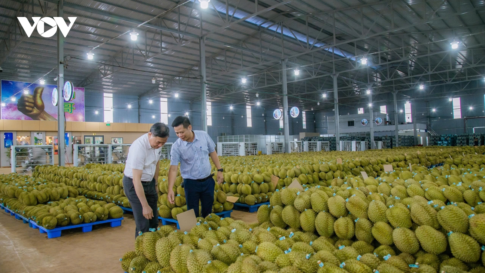 Đắk Lắk ban hành Quy chế quản lý hoạt động ngành hàng “tỷ đô” sầu riêng