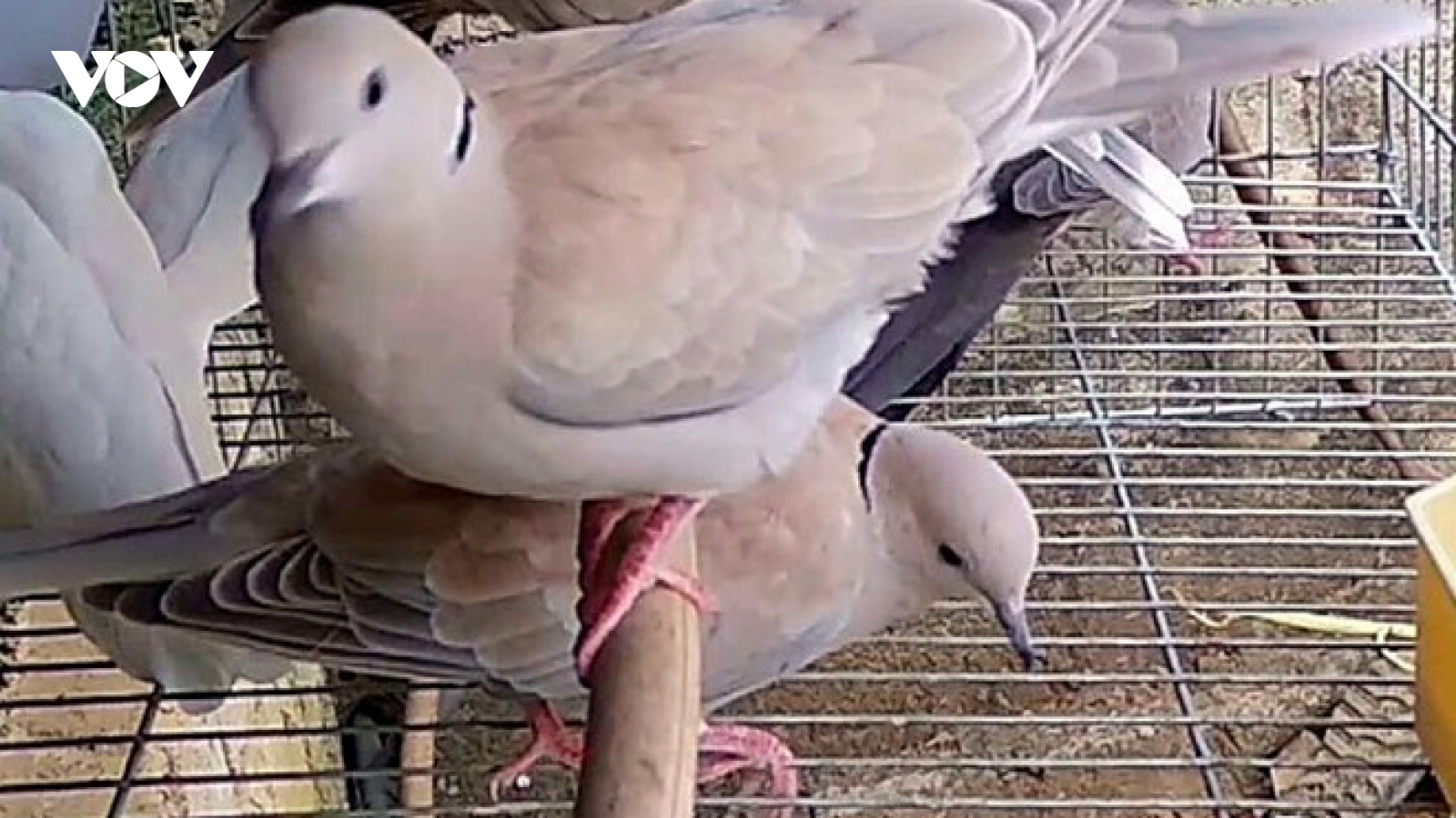 Loài chim nhỏ đồng quê thành đặc sản, người dân đua nhau nuôi