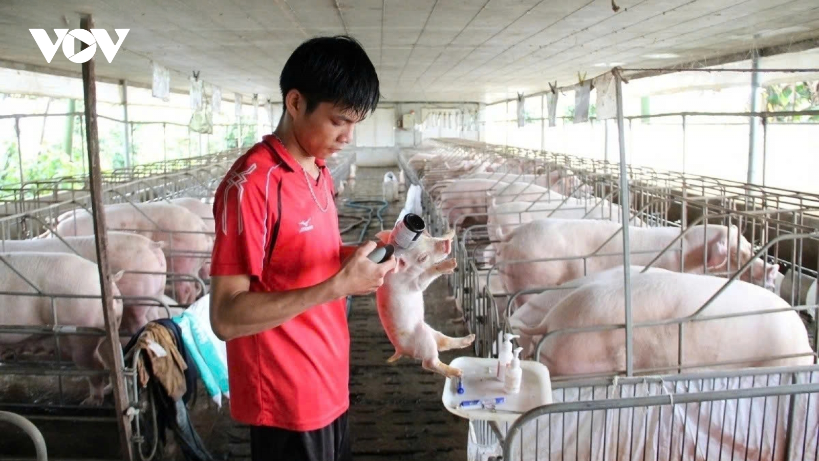 Disease control key to Vietnam’s sustainable livestock growth