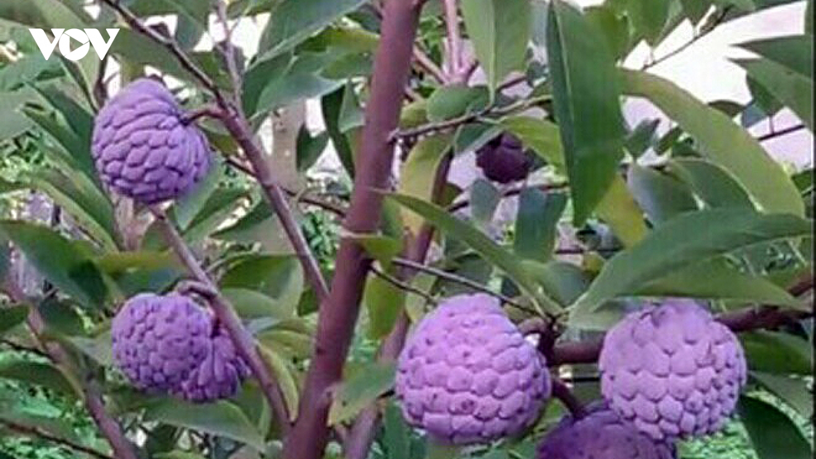 Na tím thành đặc sản lạ có giá bán 70.000 đồng/kg