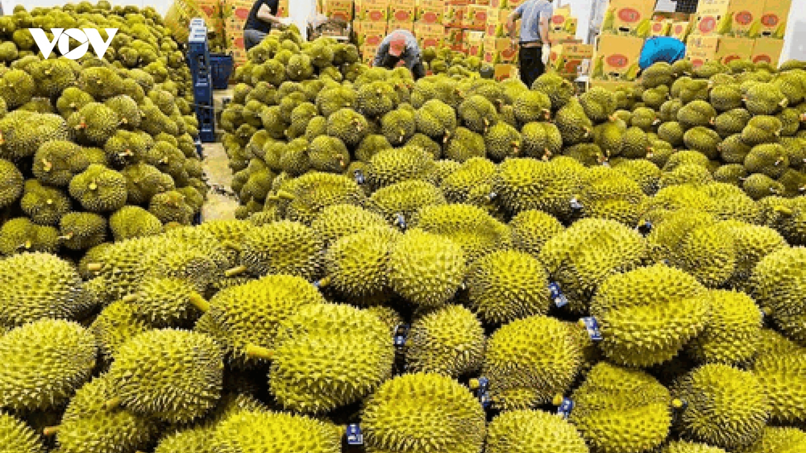Xuất khẩu sầu riêng có thể cán mốc 1 tỉ USD trong quý I