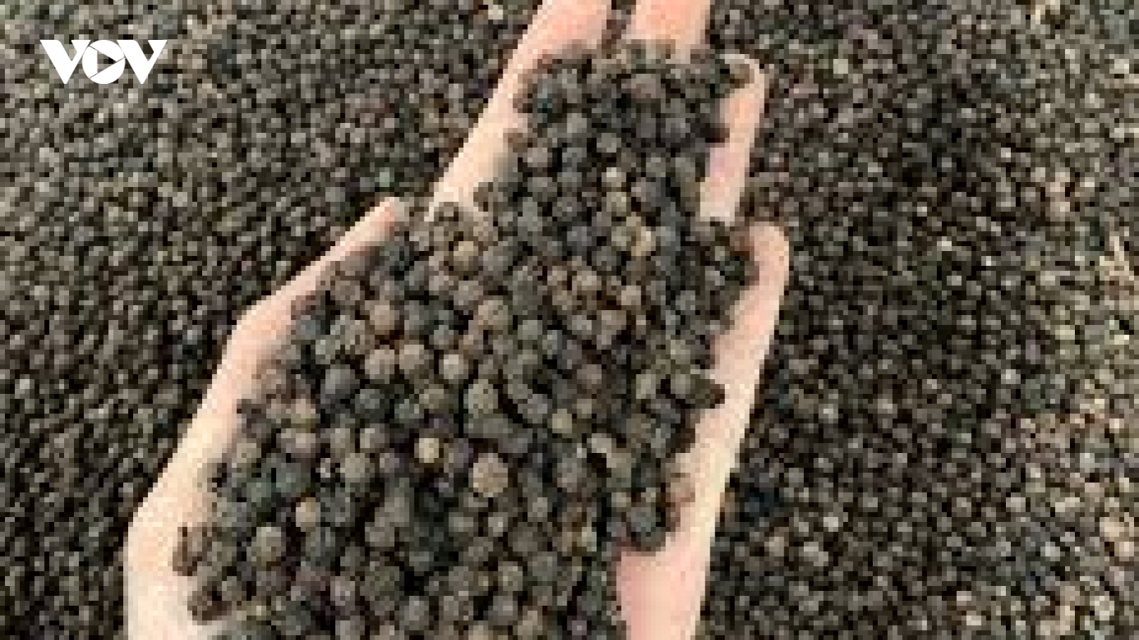 “Vàng đen” của Việt Nam vươn lên dẫn đầu nguồn cung cho Thái Lan