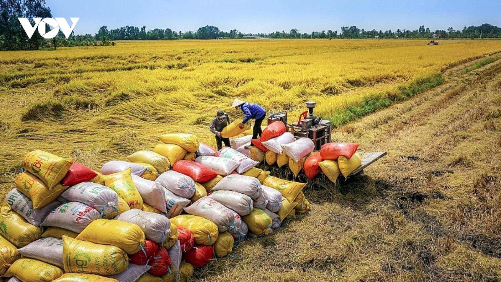 Vietnam seeks to boost rice production and exports, ensure market stability