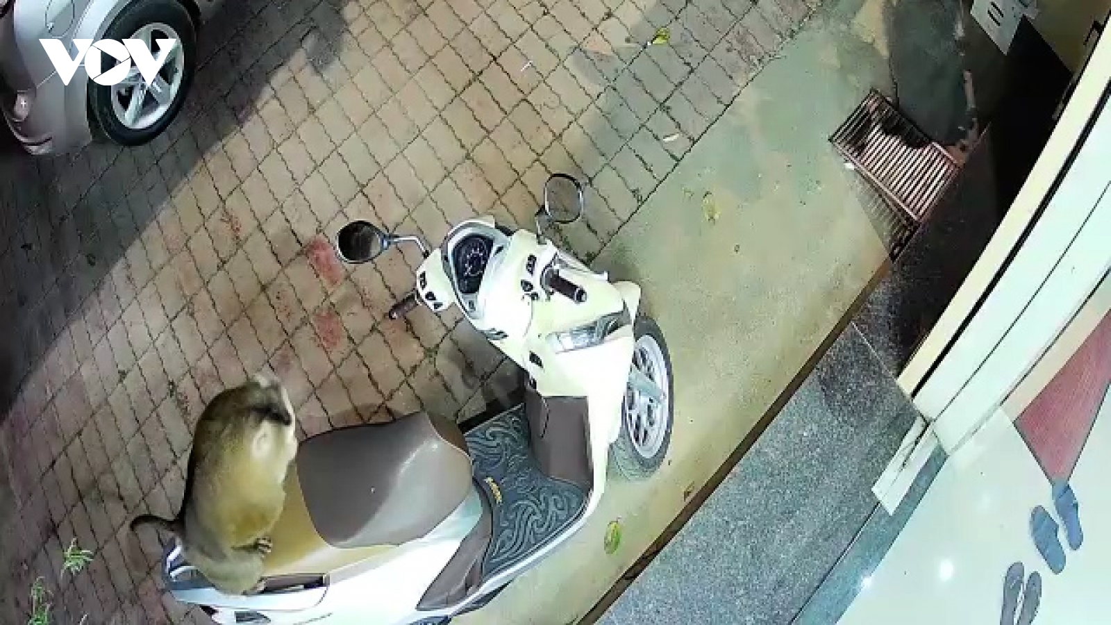 Xuất hiện cá thể khỉ hoang dã giữa lòng đô thị ở Sơn La