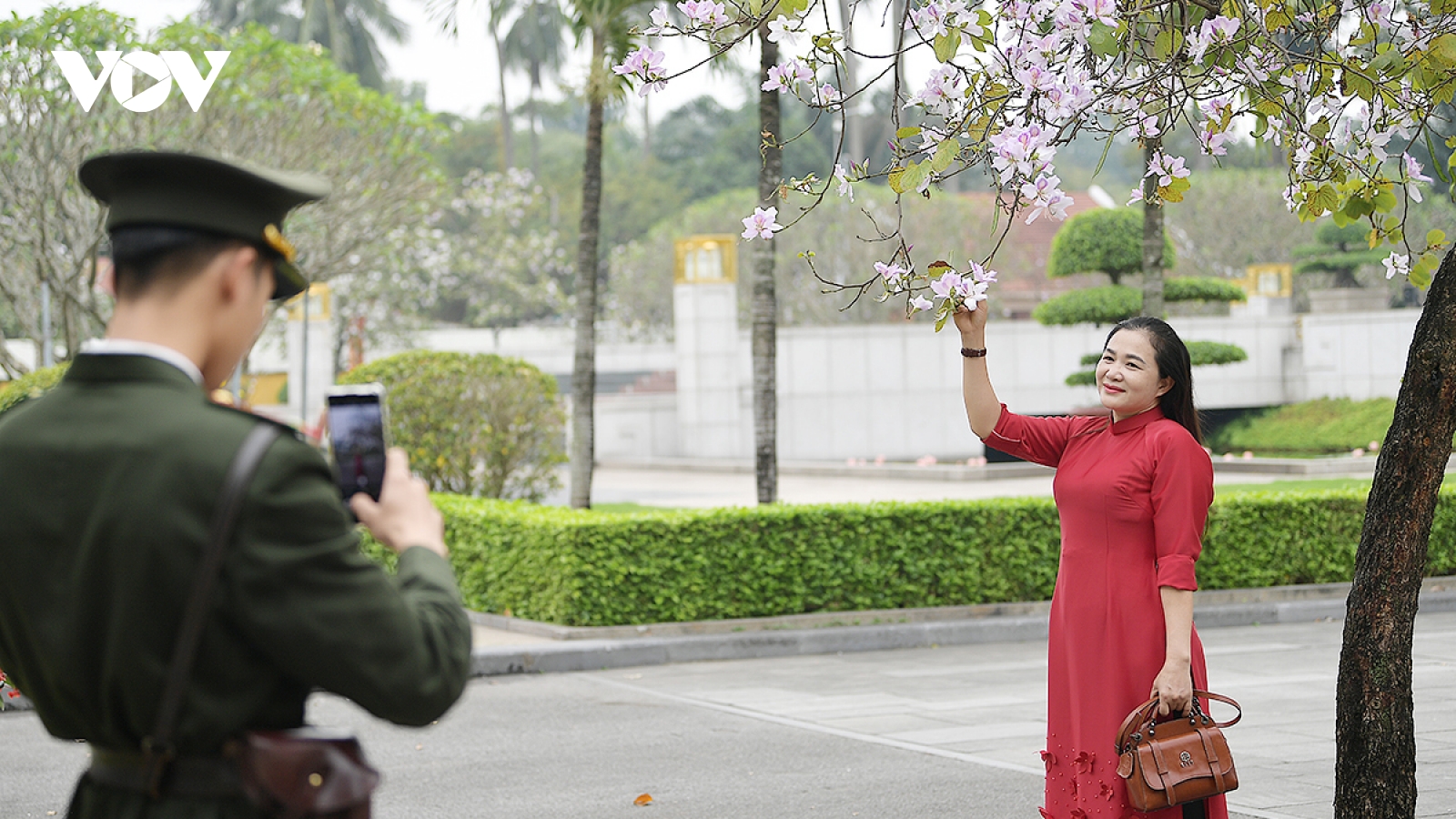 Hoa ban nở rộ trên đường Bắc Sơn thu hút người dân Thủ đô tới check-in