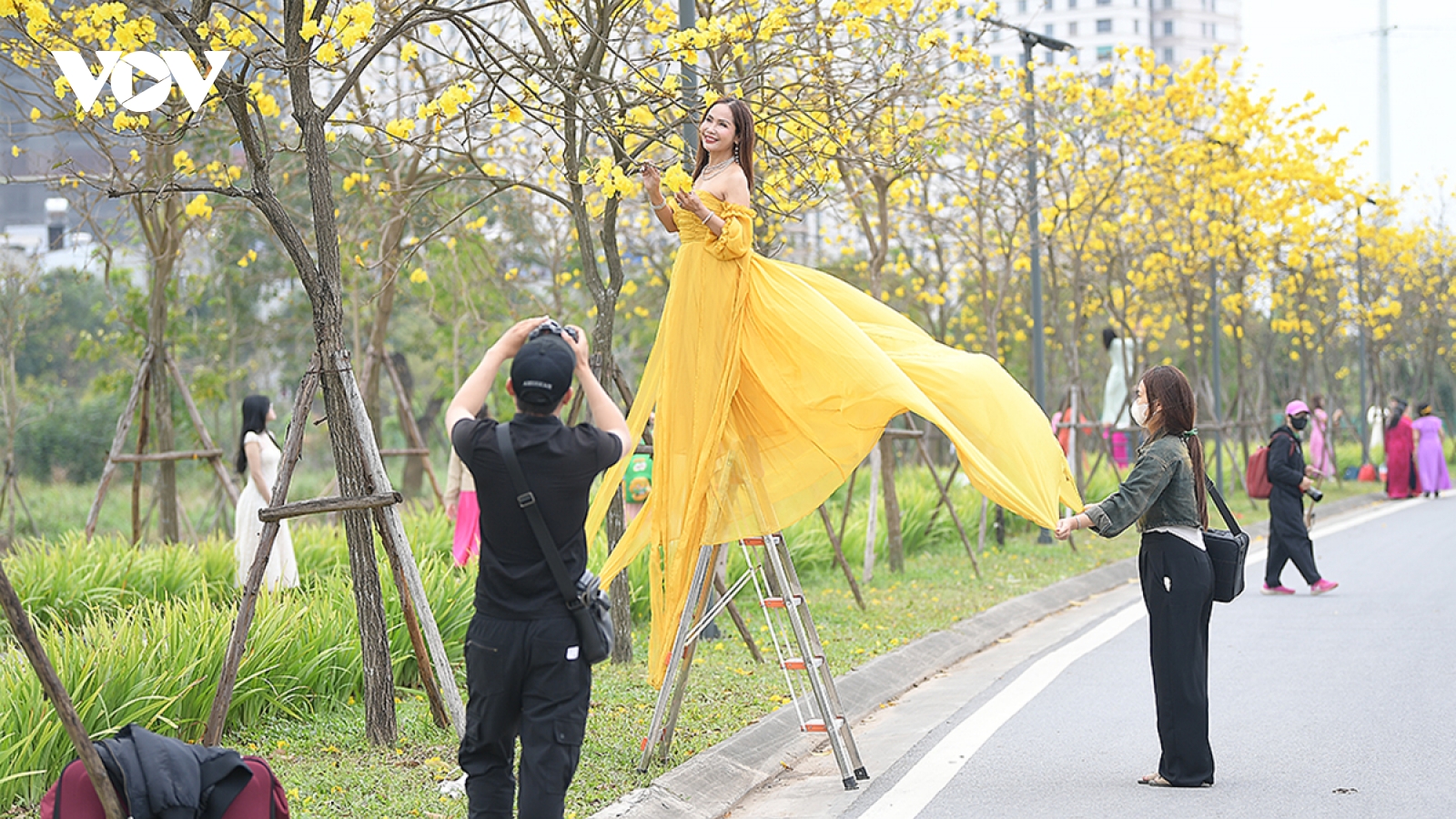 Hoa phong linh, hoa gạo nở rực rỡ trong tiết xuân hấp dẫn người dân Thủ đô