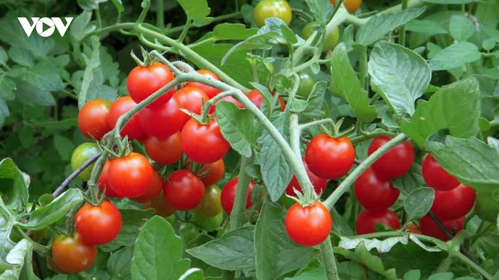 Ít ai biết: Quả cà chua nhỏ bé lại chứa “kho” vitamin tốt cho sức khỏe
