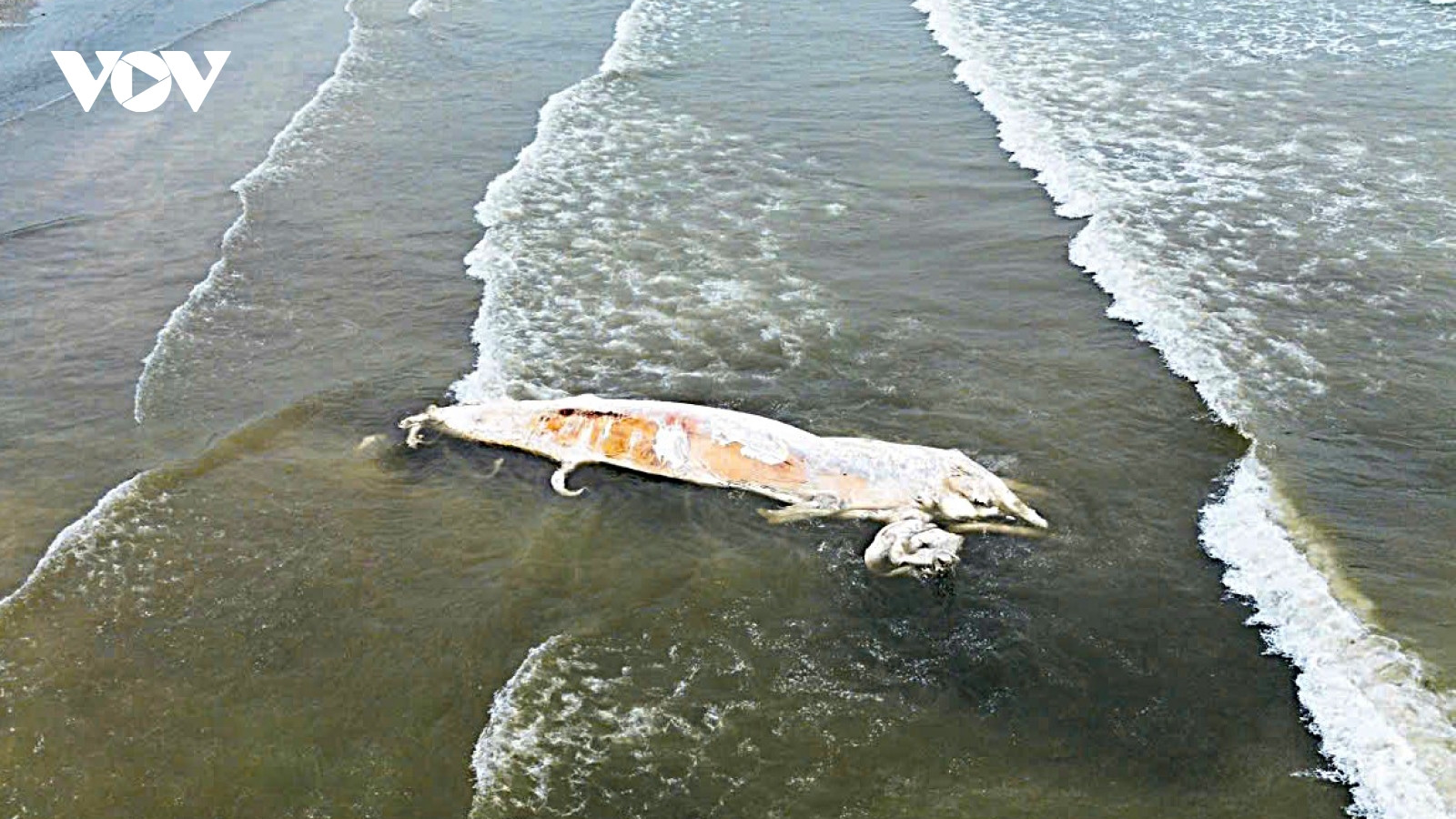 Xác cá voi dài gần 10m dạt vào bờ biển Nghệ An