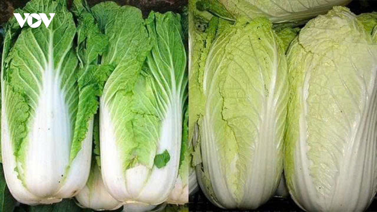 Cải thảo tốt đến đâu? Những điều cần biết trước khi đưa vào thực đơn mỗi ngày