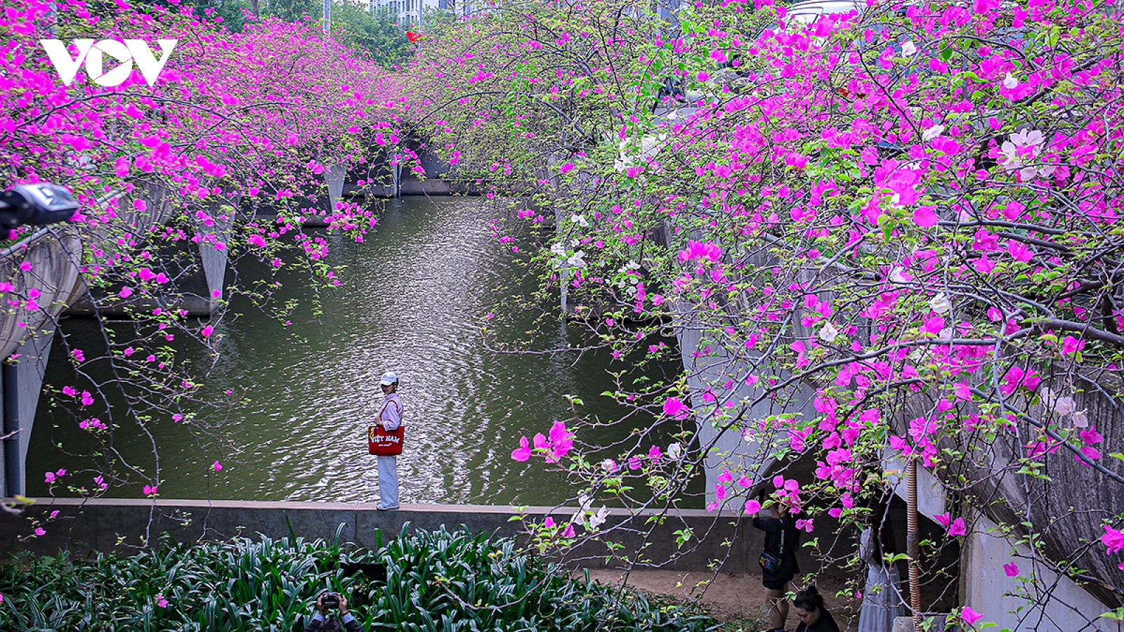 Cầu hoa giấy “đẹp như tranh” hút giới trẻ tới check-in cách Hà Nội chỉ 30km