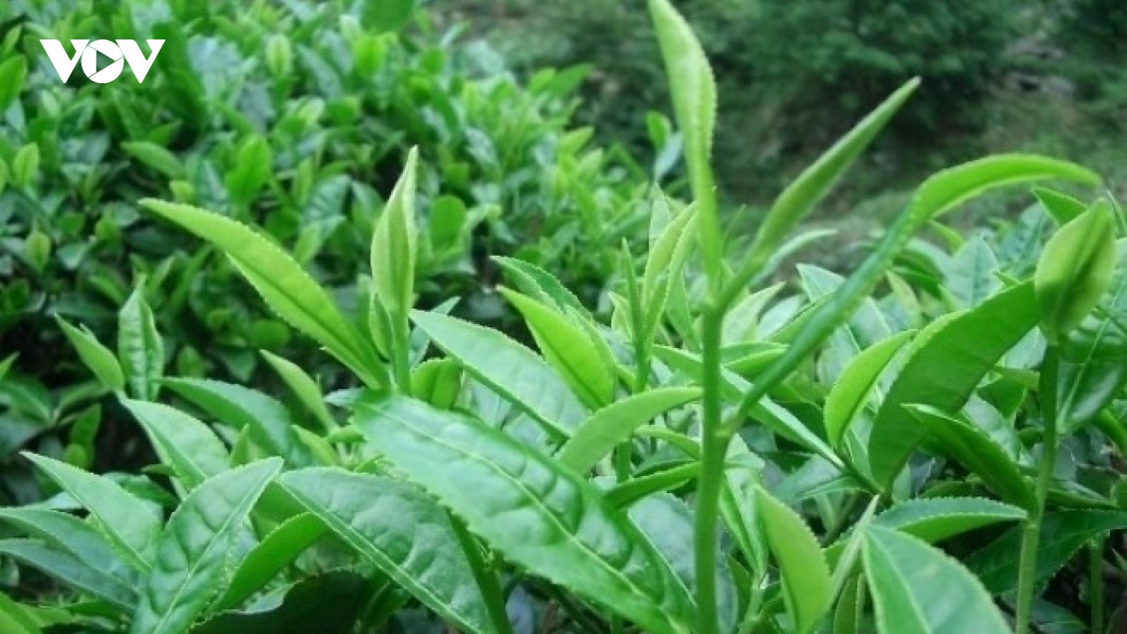 Việt Nam cây “thuốc đại bổ” trồng đầy vườn quê, tốt đủ đường ngừa cả ung thư
