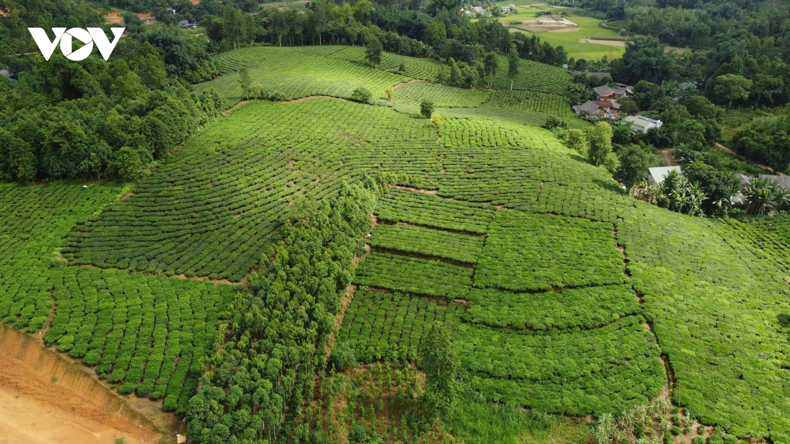 Thực hư tình trạng người trồng chè ở Lào Cai "kêu cứu"