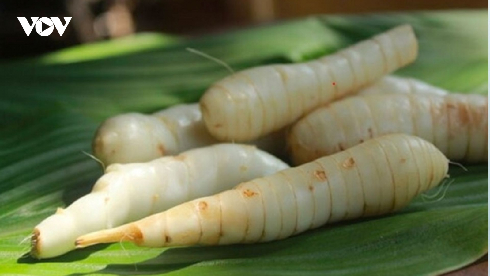 Việt Nam có "báu vật dưới lòng đất" hương vị đặc biệt, tốt chẳng kém nhân sâm