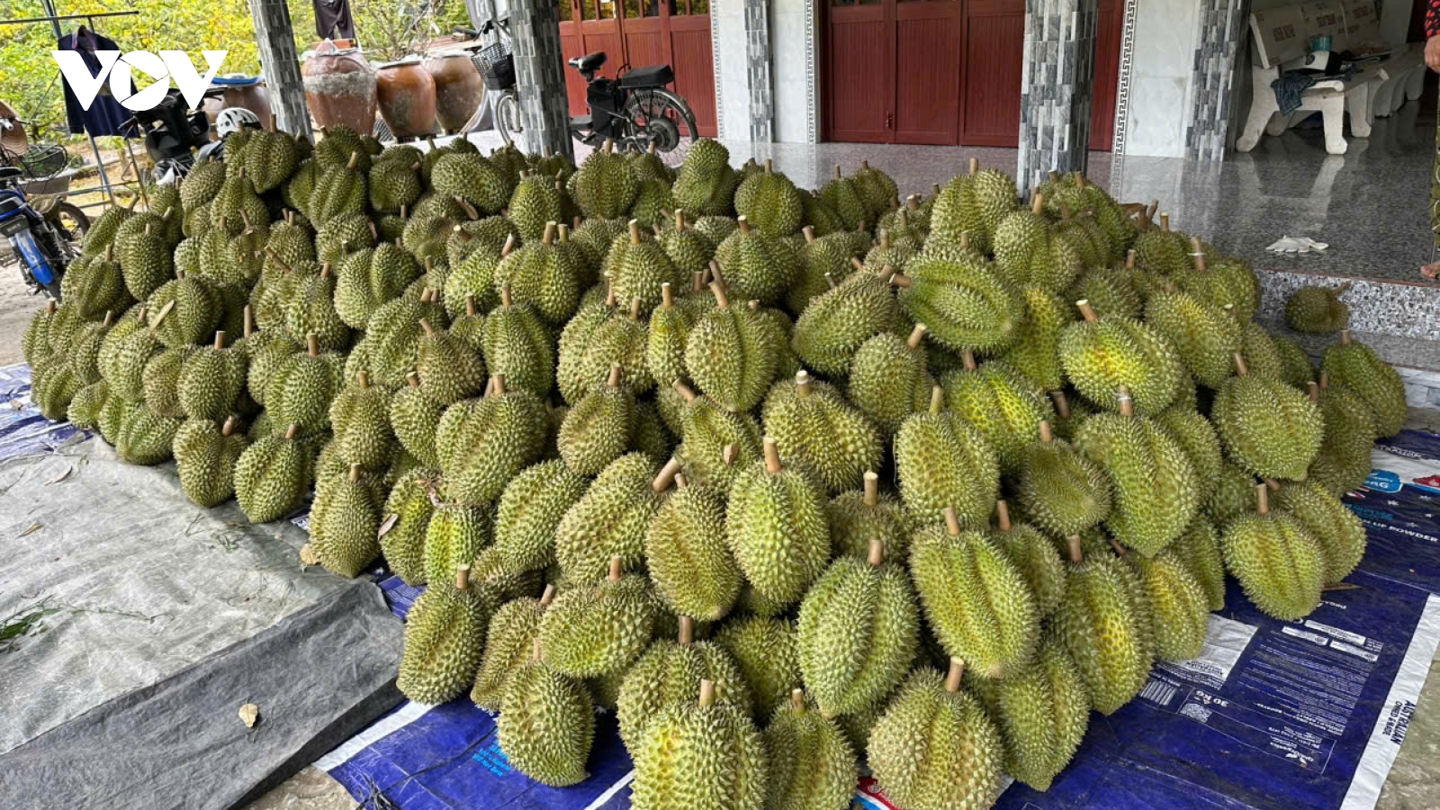 Trái sầu riêng lập đỉnh giá mới, nhà vườn lãi lớn