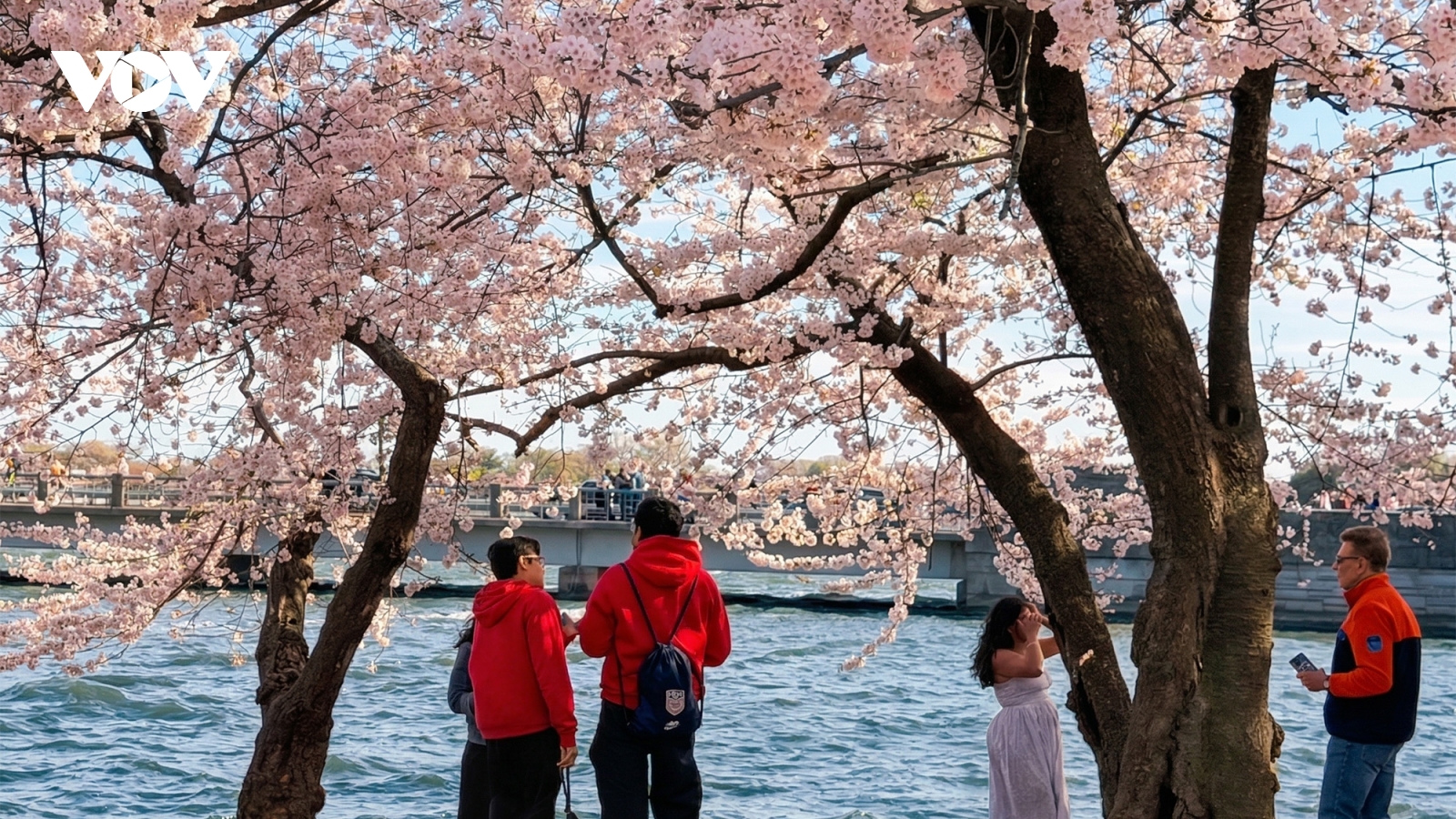 Hàng triệu du khách đổ về Washington D.C. ngắm mùa hoa anh đào nở rộ