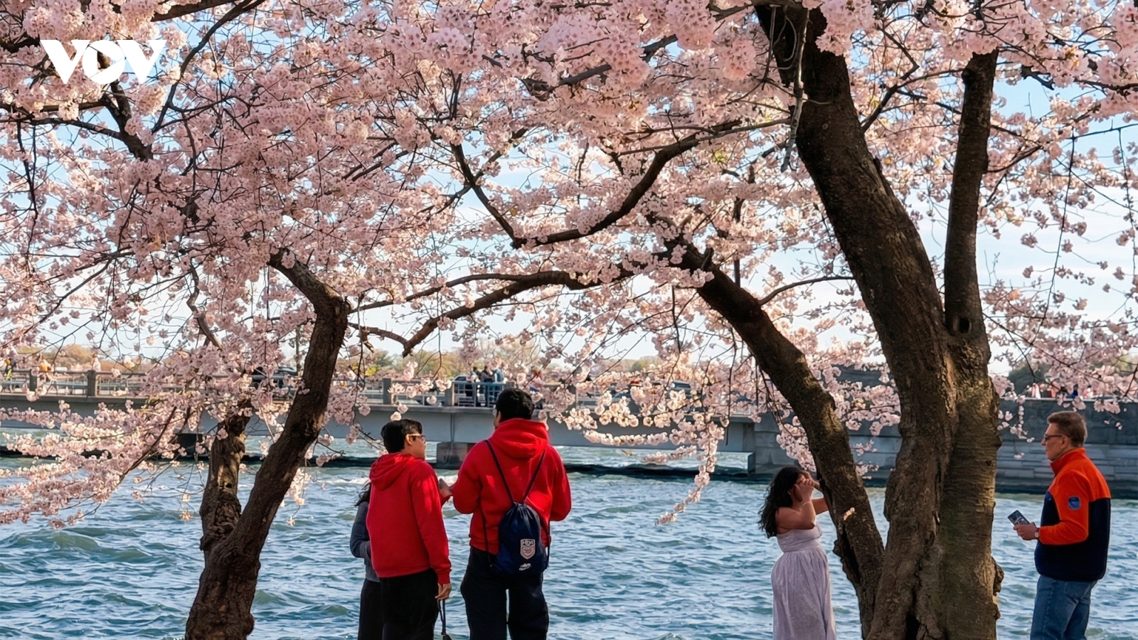 Du khách đổ về thủ đô Washington ngắm hoa anh đào nở rộ