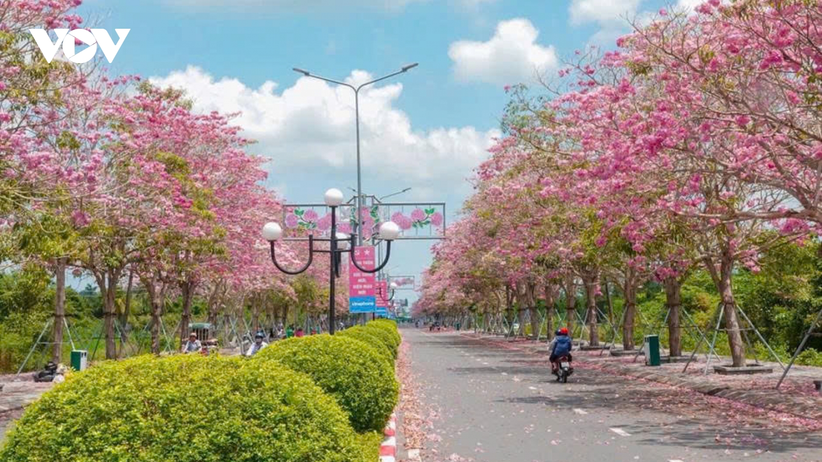 Cần Thơ: Con đường hoa kèn hồng thu hút đông đảo du khách tham quan
