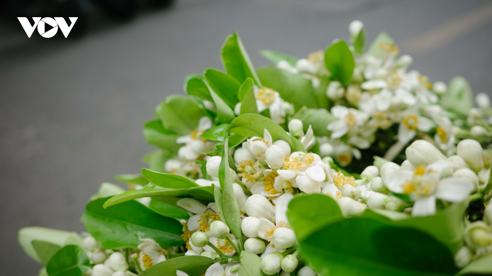 Tháng Ba, phố Hà Nội dịu dàng trong hương hoa bưởi