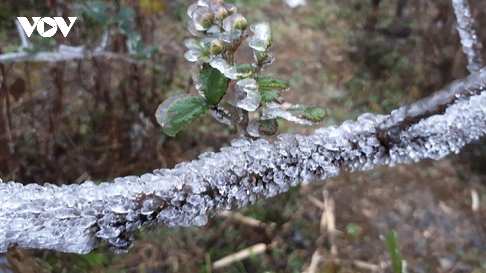 Bắc Bộ đón không khí lạnh, trời chuyển rét, nhiệt độ có nơi xuống dưới 14 độ