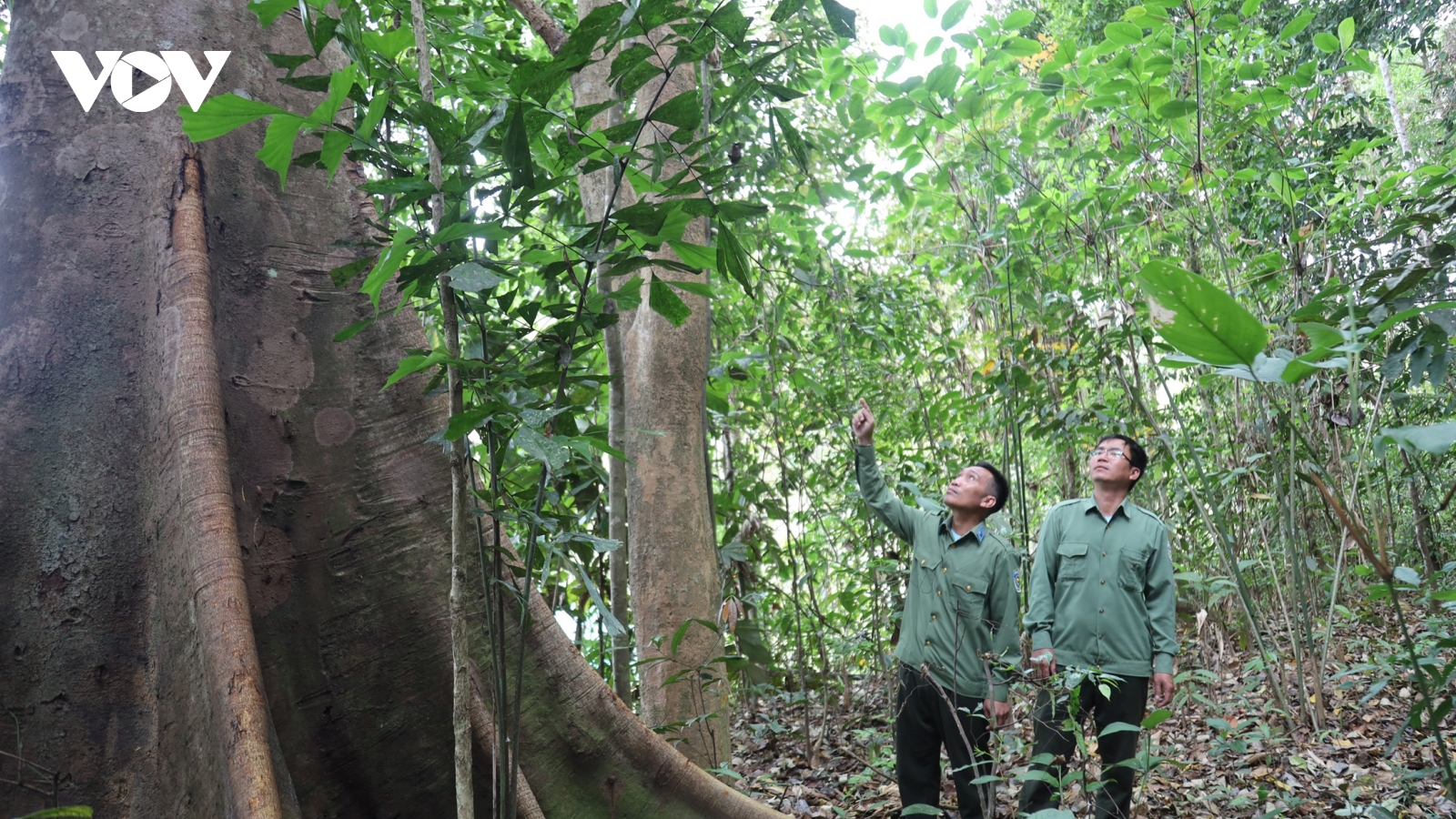 Giữ rừng, giữ đa dạng sinh học Chư Mom Ray