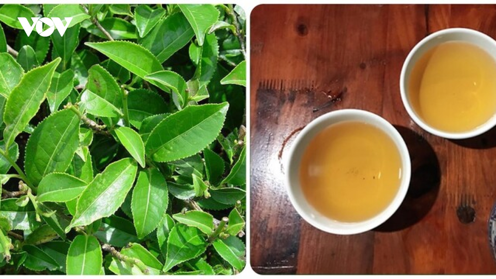 Uống nước trà xanh tươi hàng ngày có tác dụng gì?