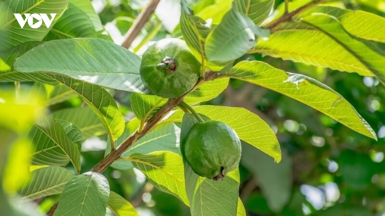 Bí mật ít người biết về tác dụng của lá ổi đối với sức khỏe