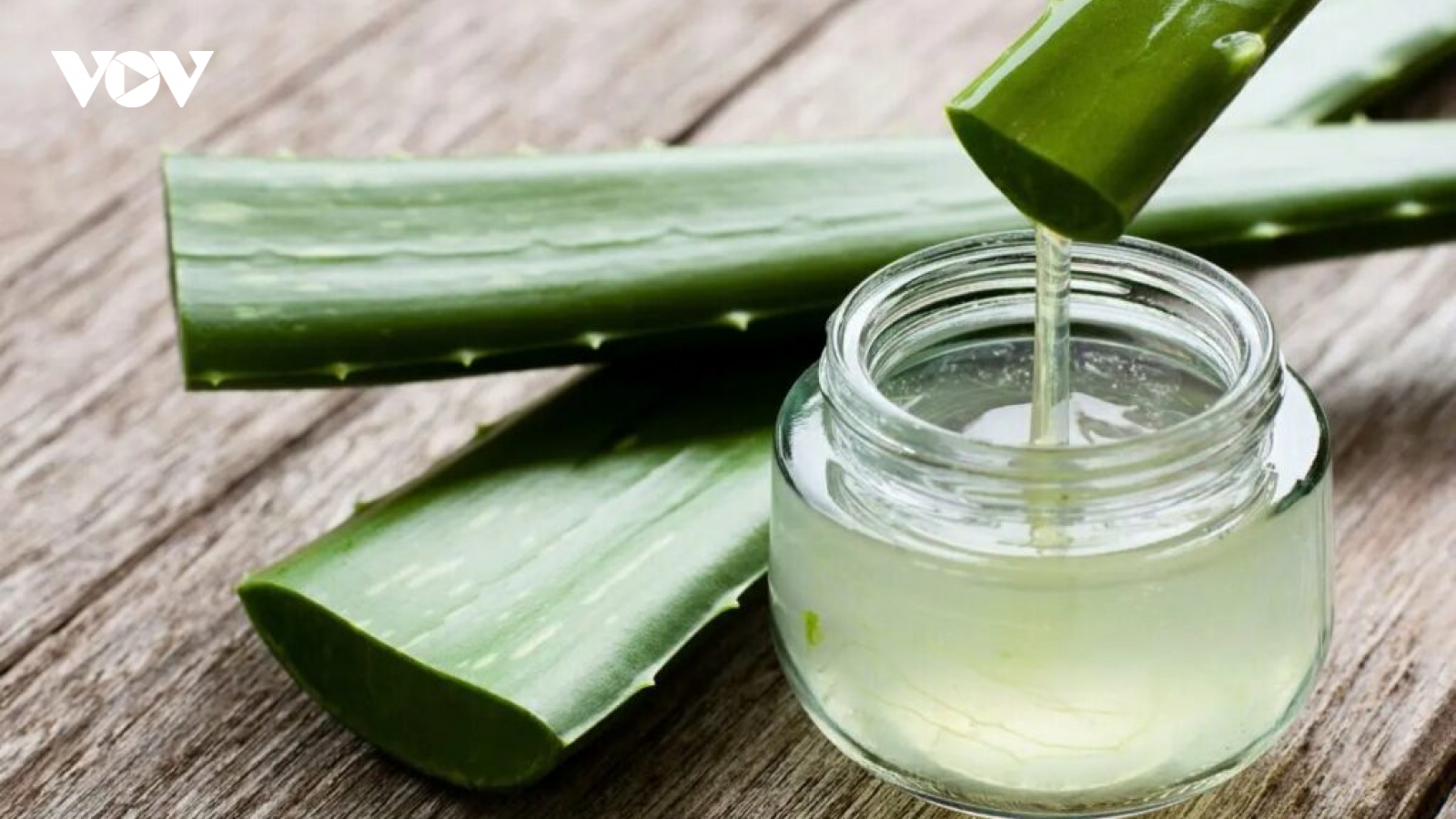 Chiết xuất từ lô hội, “trợ thủ” chăm sóc da tự nhiên được ưa chuộng