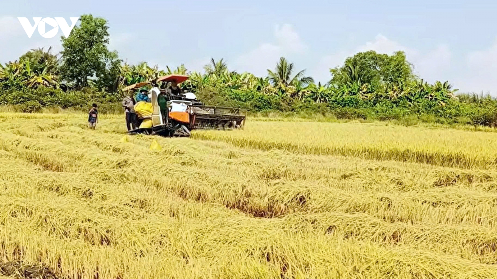 Nông dân Vĩnh Long bội thu mùa lúa Đông Xuân