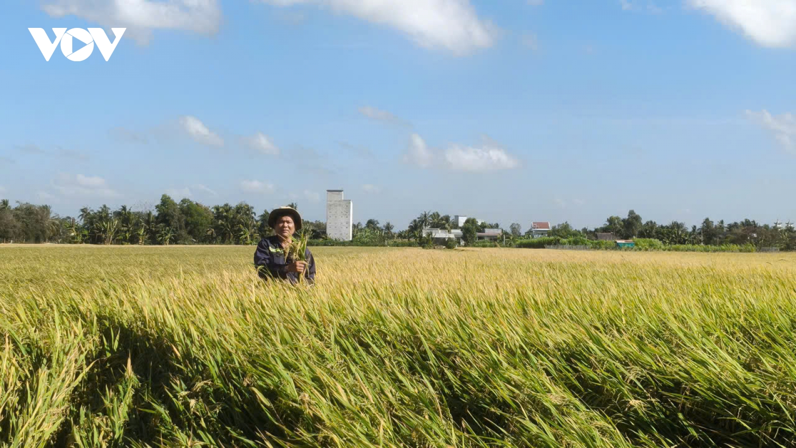 Phát triển vùng lúa chất lượng cao, hướng đến thị trường xuất khẩu