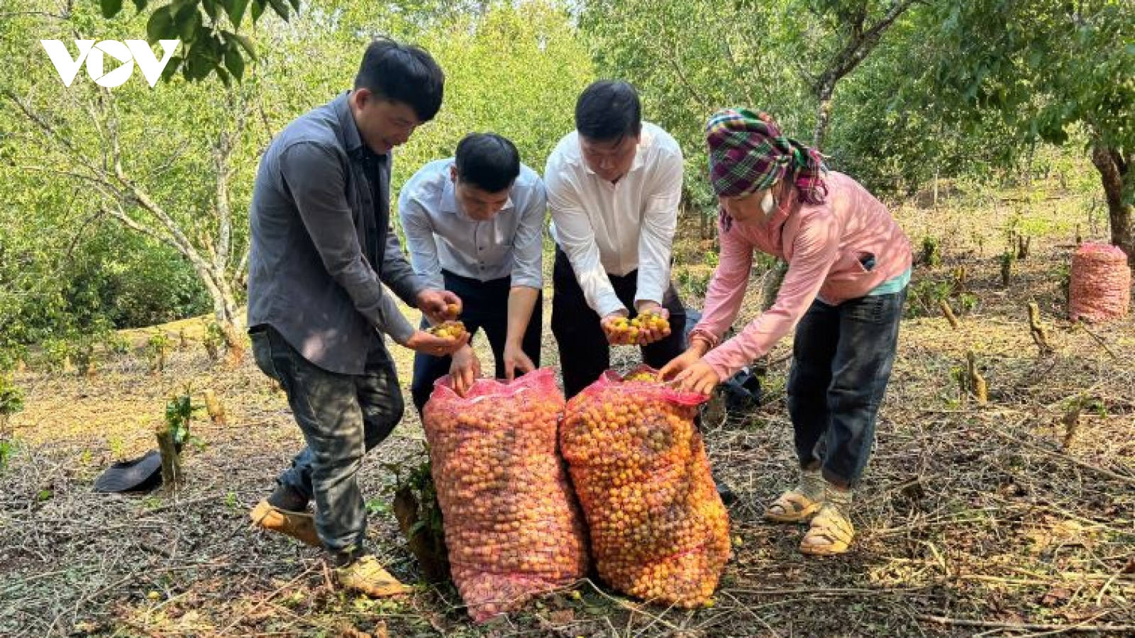 Hàng trăm tấn mơ rụng do mưa đá, hỗ trợ người dân Chiềng An gom nhặt quả rơi