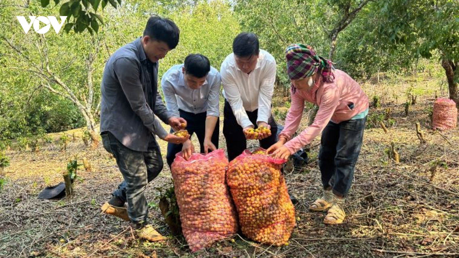 Hàng trăm tấn mơ rụng do mưa đá, hỗ trợ người dân Chiềng An gom nhặt quả rơi